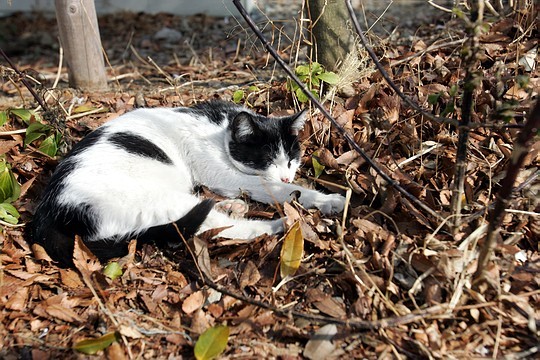 a black and white cat sleeping in a bed of dead leaves