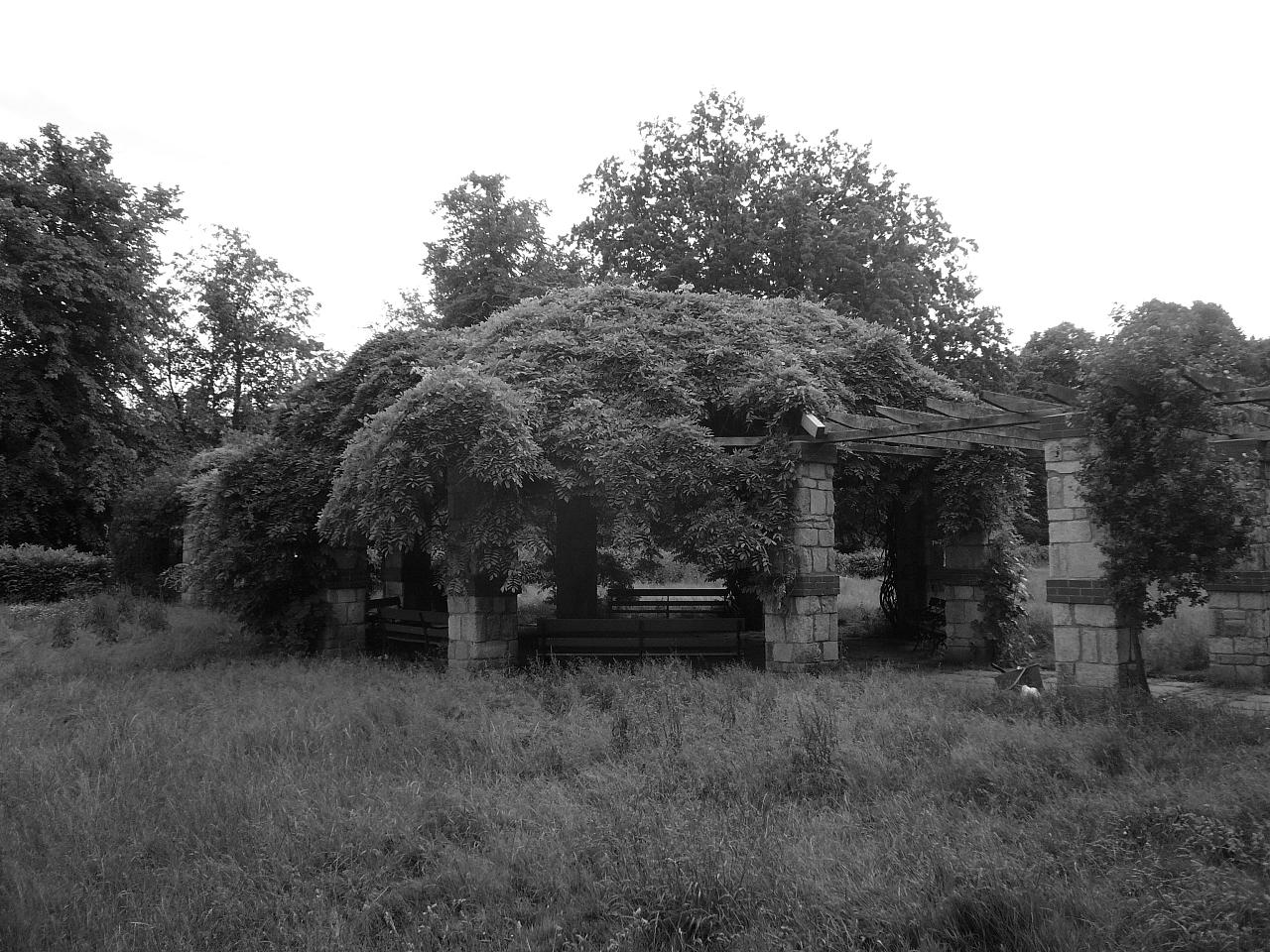 the old house has been overgrown and is surrounded by tall trees