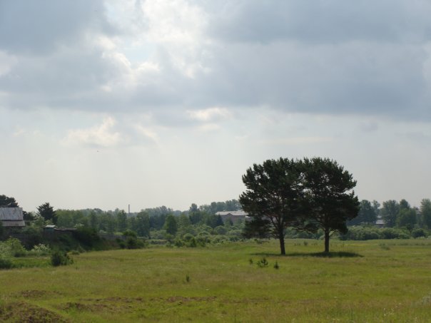 an image of a field with trees and bushes