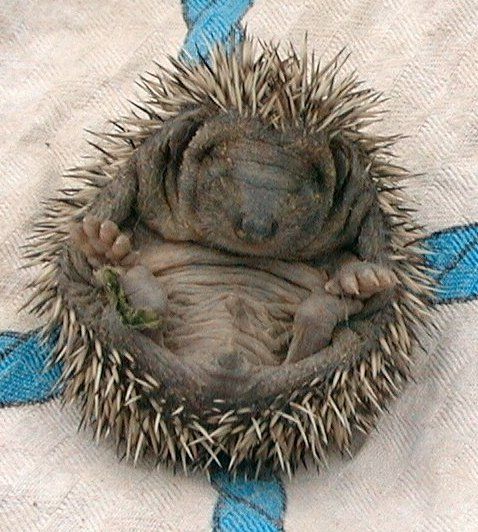 a baby hedgehog wrapped in blue and white linen