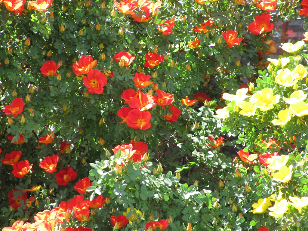 a lot of red and yellow flowers outside