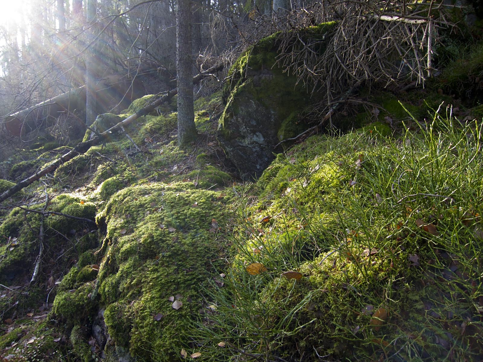 green grass covered rocks next to trees in a forest