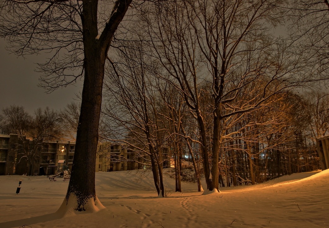 trees covered in snow by building at night