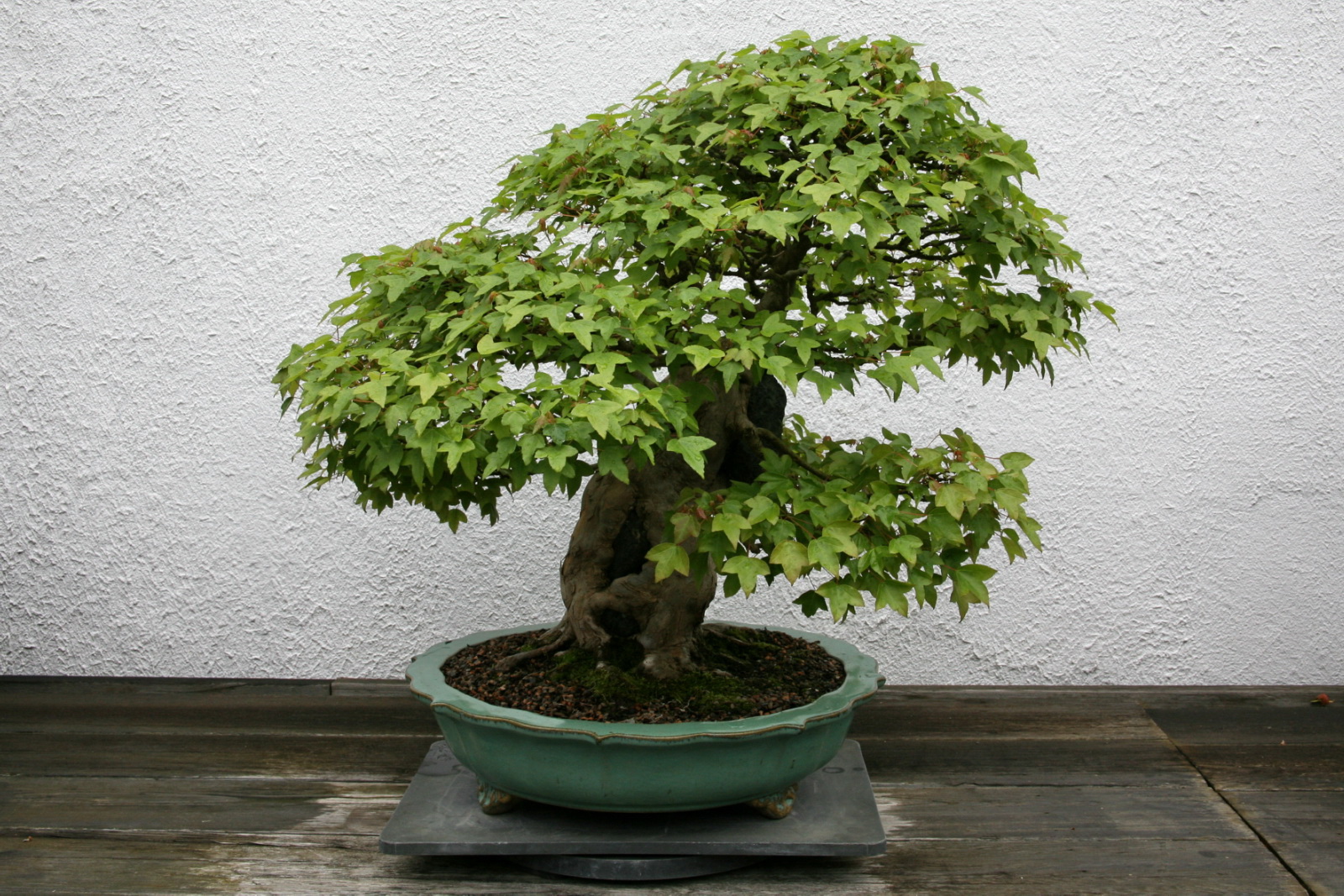 small bonsai tree in pot sitting on the wooden table