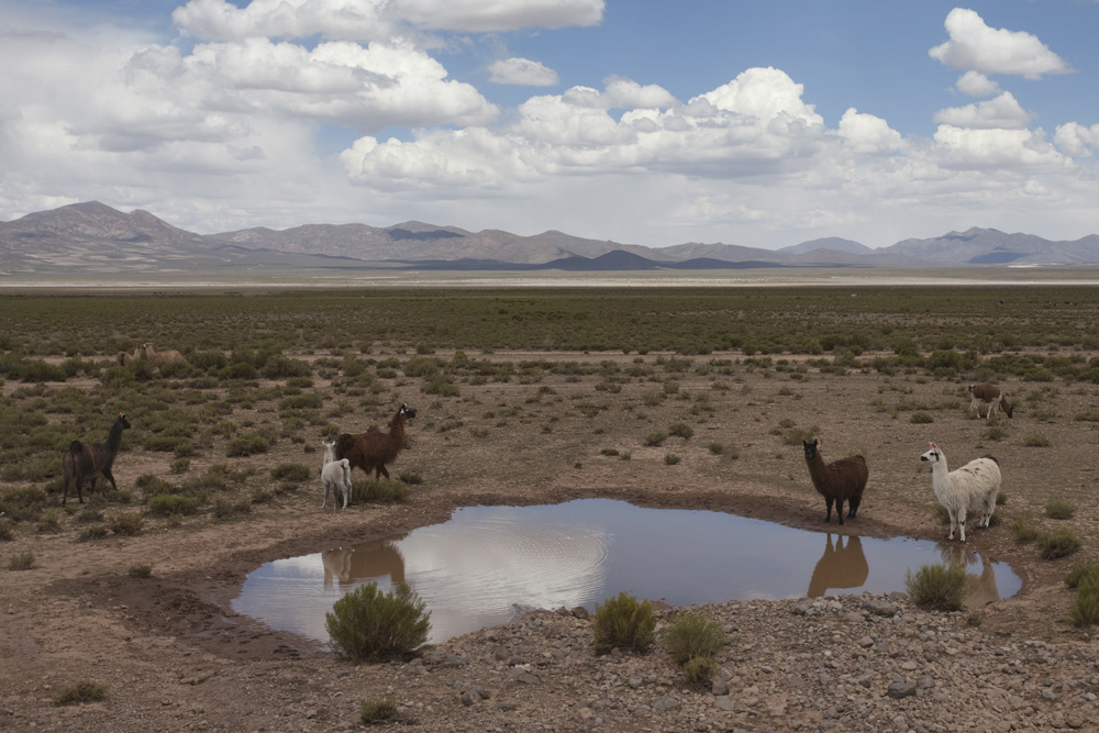 three llamas and one antelope are standing in an open desert area