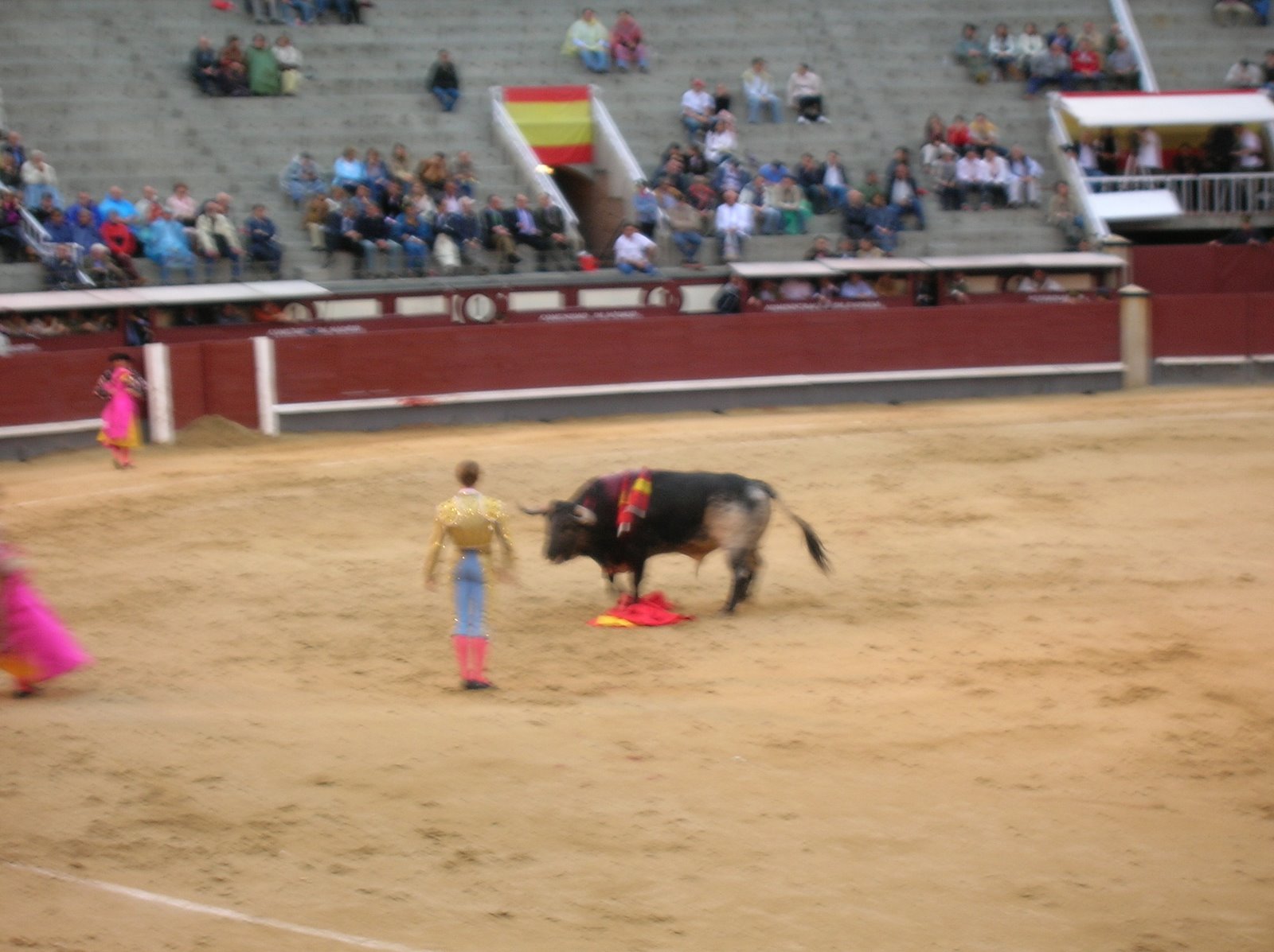 a bull stands with its mouth open while a small child holds up a frisbee