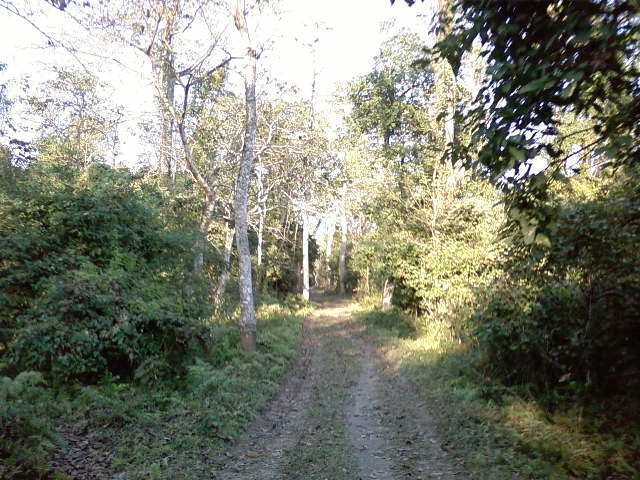 a dirt road running through a forest filled with trees