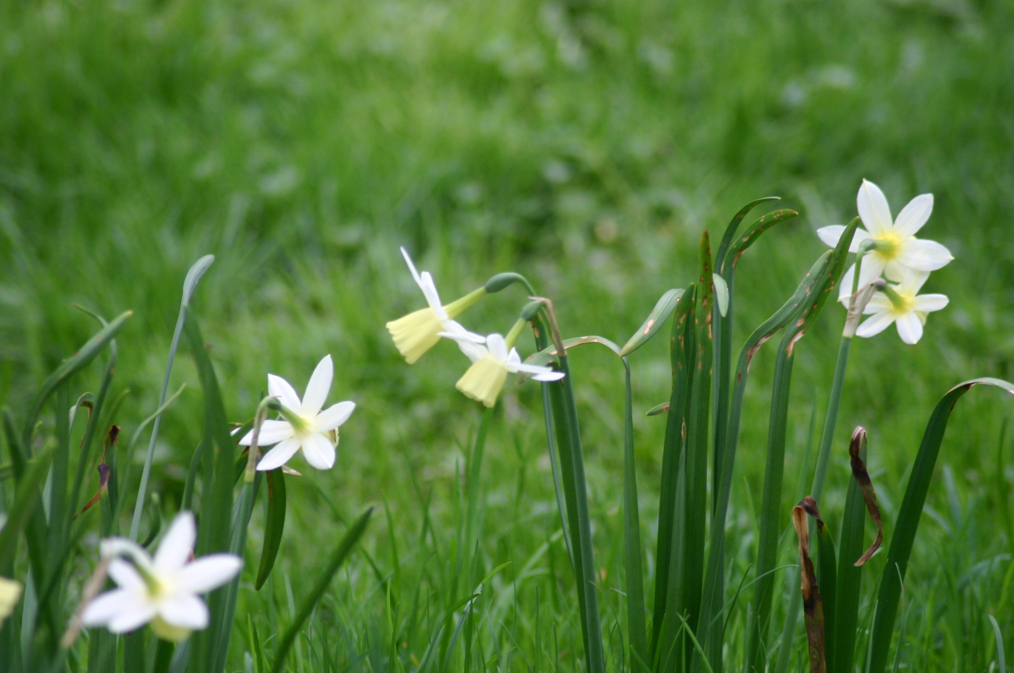 three white and yellow flowers in tall green grass