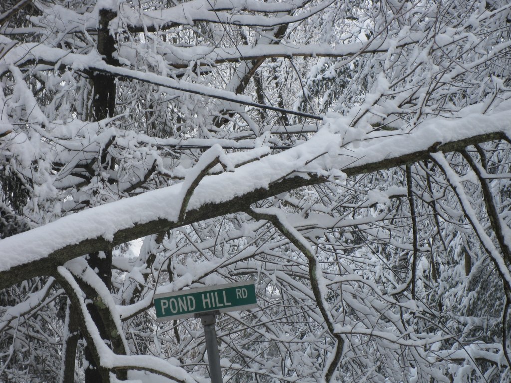 a tree and street sign in the snow