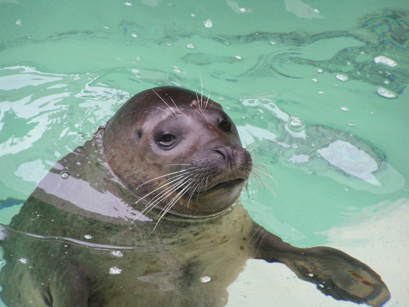 an seal in the water with his nose out