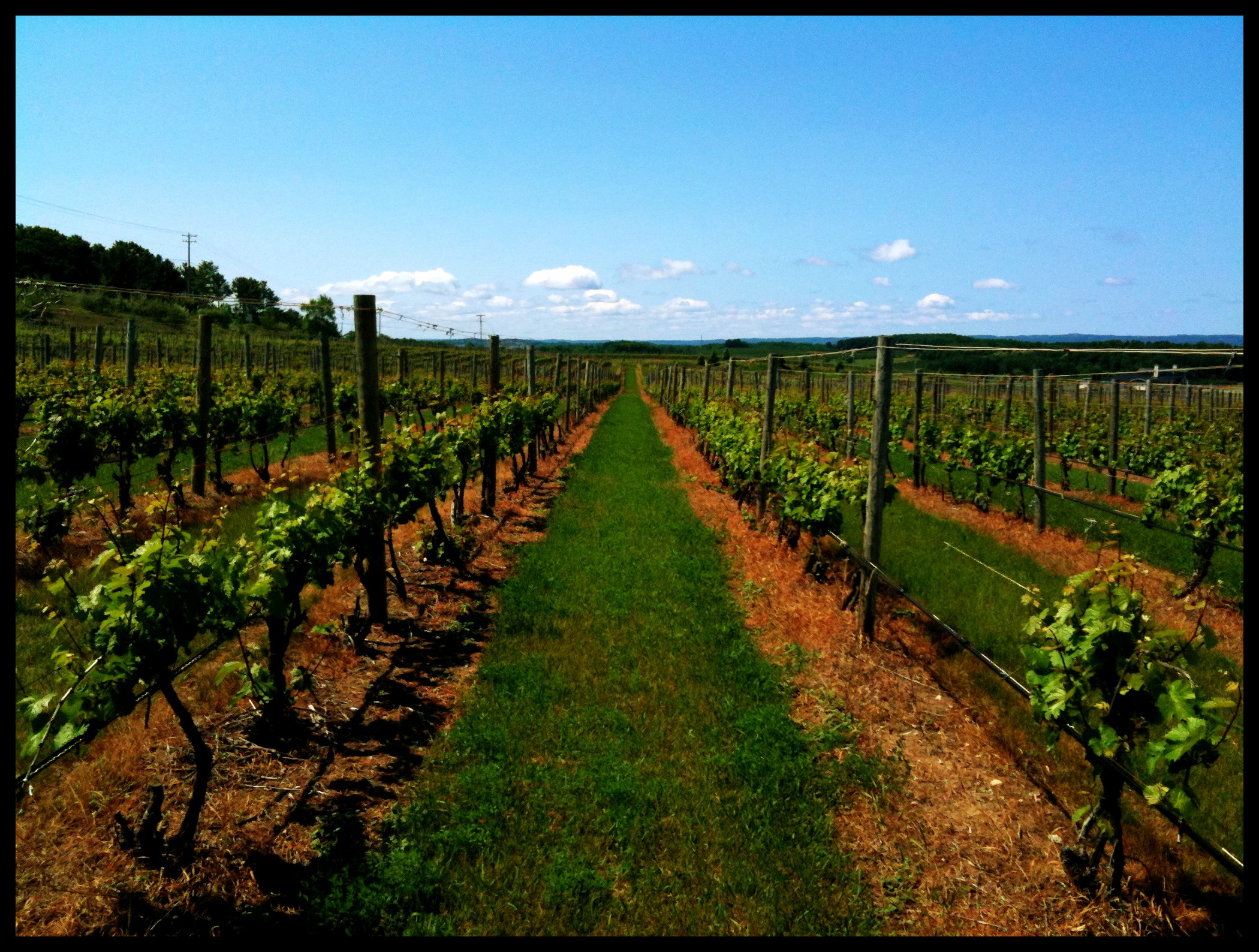 rows of vines with green leaves on the ground