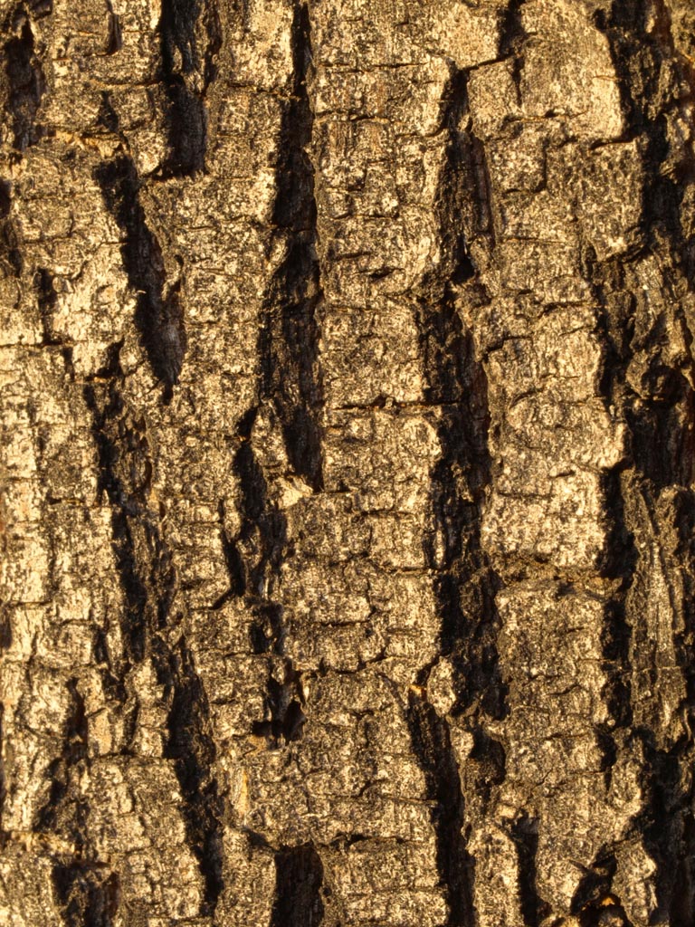 an animal is sitting up close on the trunk of a tree