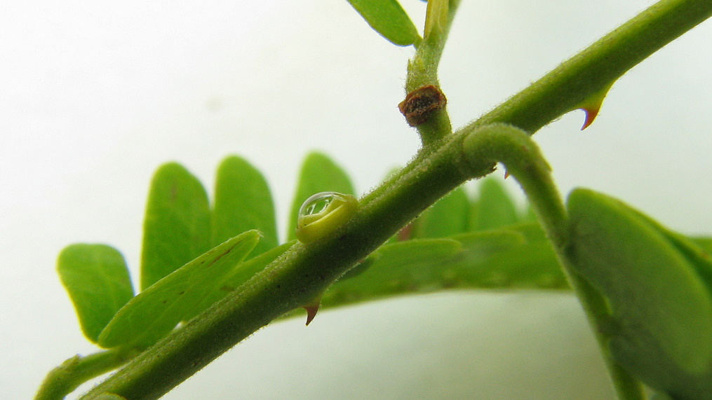 the stems of some trees with dew drops