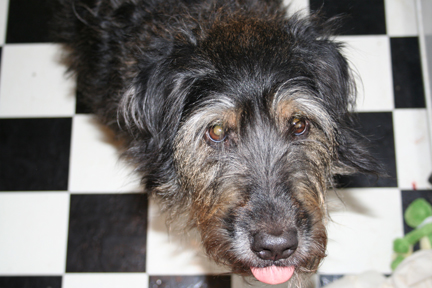 a black and white dog on a checkered floor