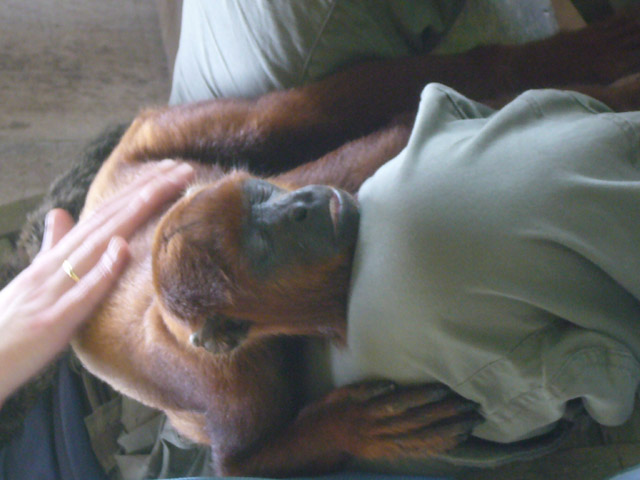 the monkey is laying on the man's lap with his hand