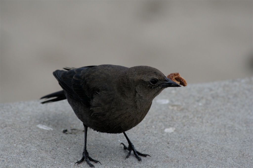 there is a bird eating soing on the ground