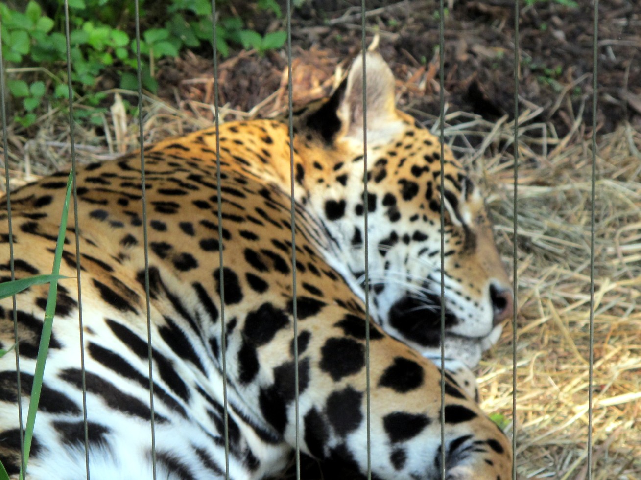 a large adult leopard in a cage in a zoo