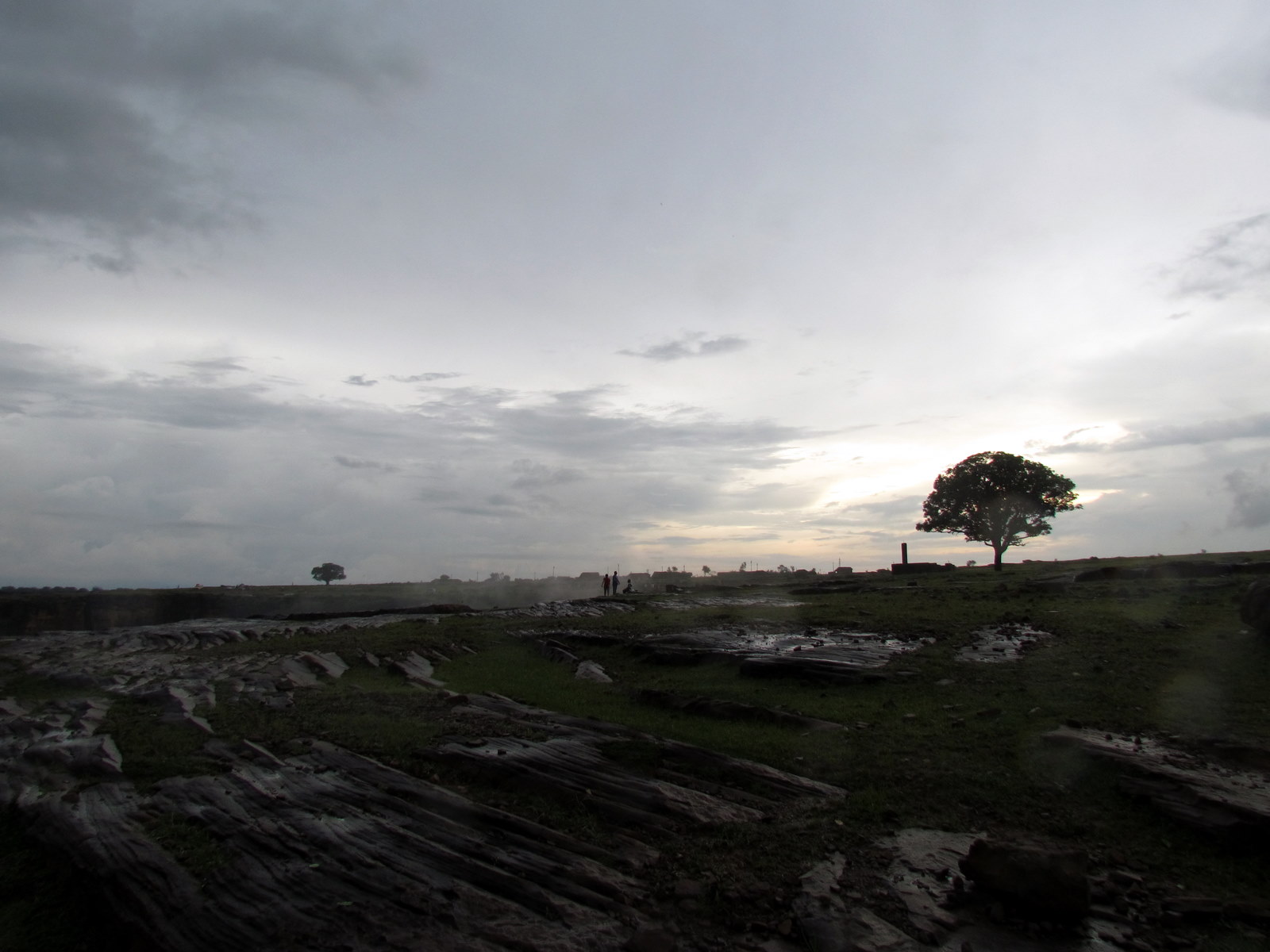 a tree sits on top of a large piece of wood