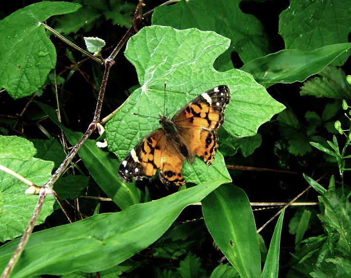 an orange and black erfly on a green leafy plant