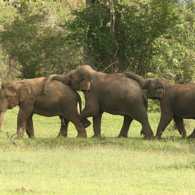 four elephants walking together through the grass