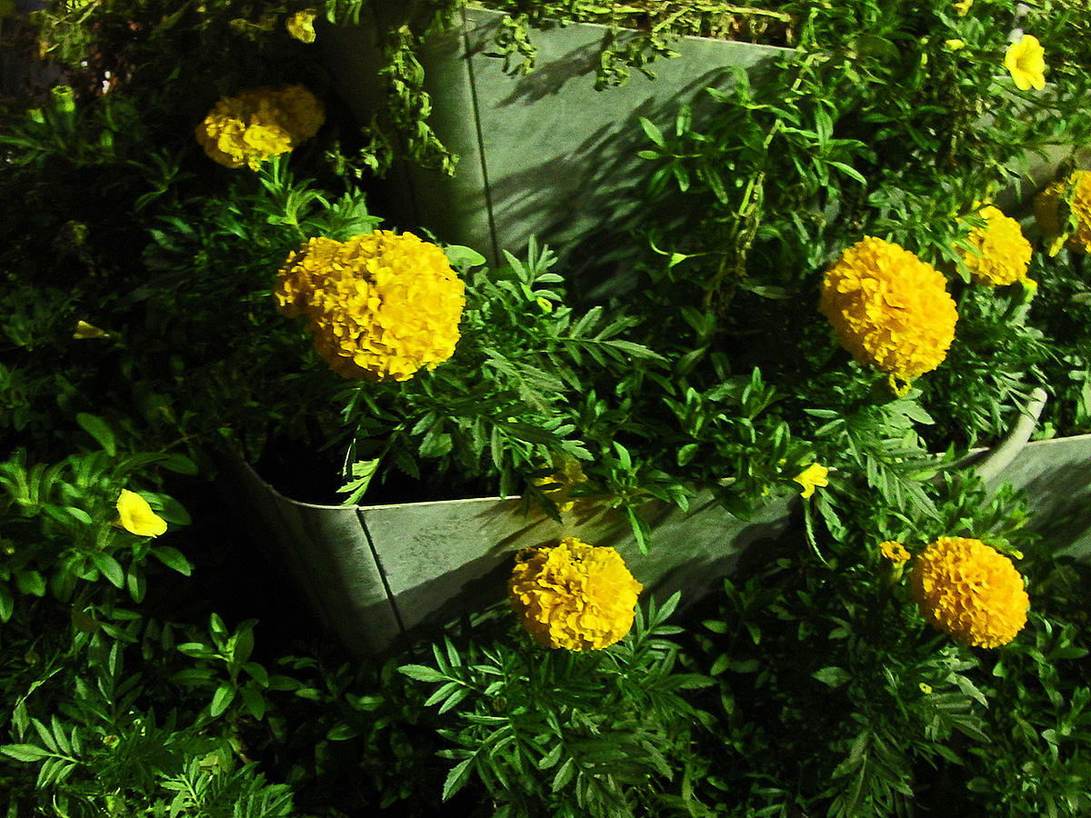yellow flowers are blooming in the sunlight near many other yellow flowers