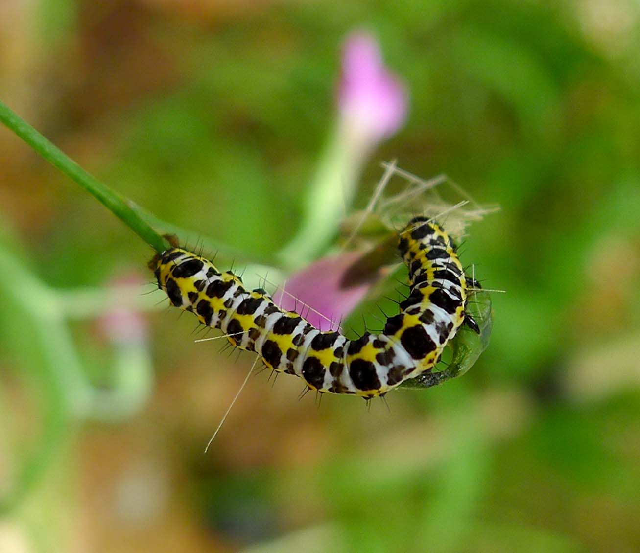 the caterpillar is resting on a flower