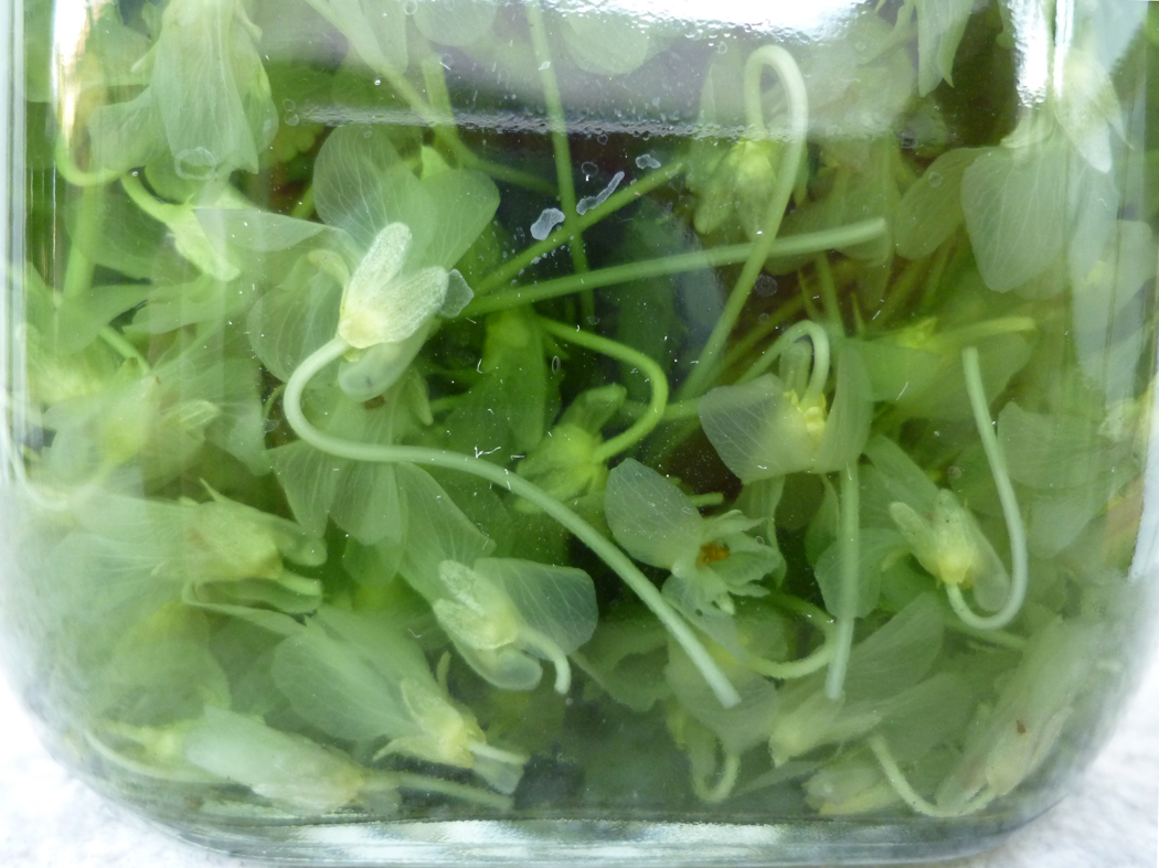 several plants in a glass jar and water