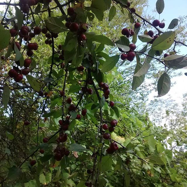 many fruit on nches next to trees