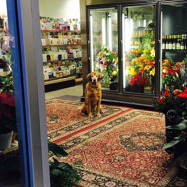 dog sitting on a rug inside a store looking in the window
