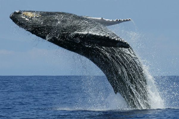 a whale jumping from the ocean in the air