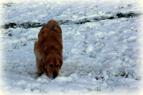 a dog standing in the snow and smelling a frisbee