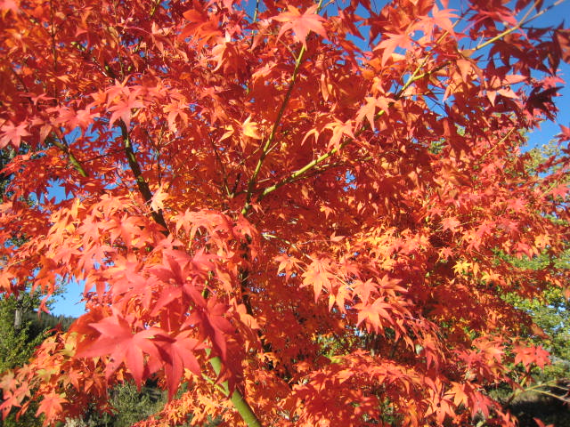 an orange maple tree on a sunny day