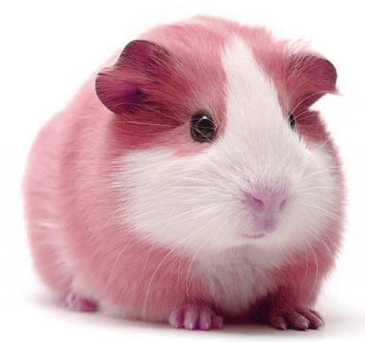 the pink and white guinea pig is sitting on its hind legs