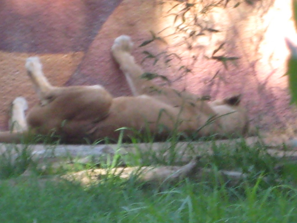 a dog is rolling around in the grass