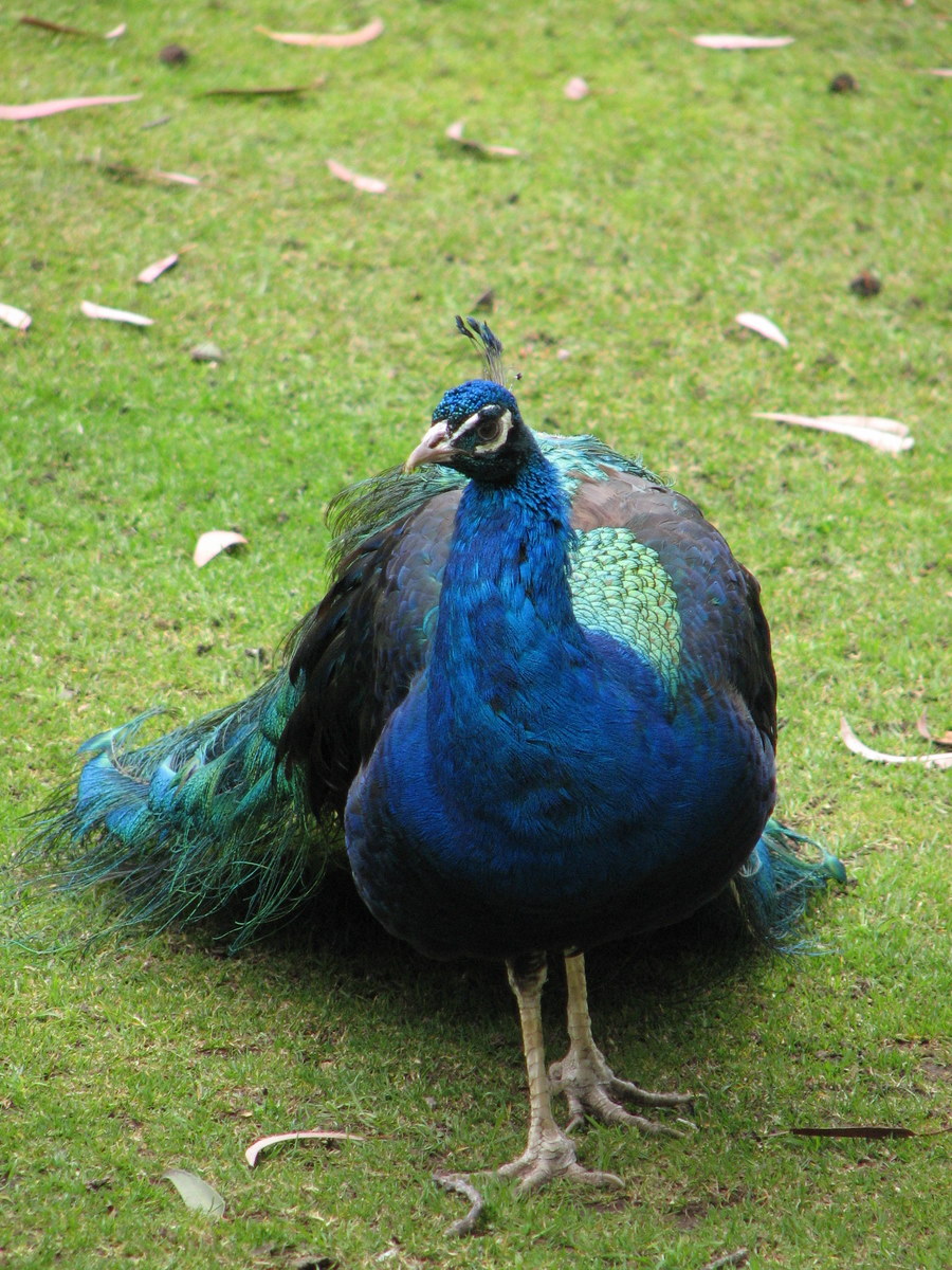 a blue peacock is standing on grass