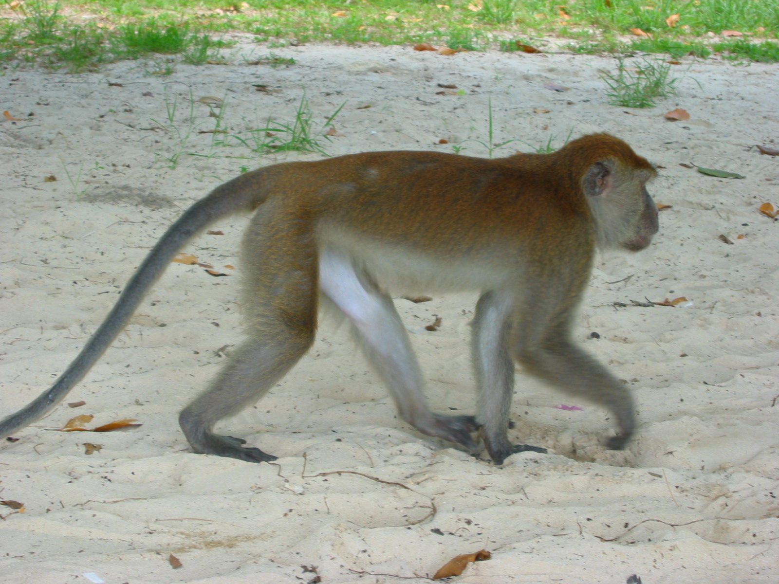 the monkey is walking on the white sand