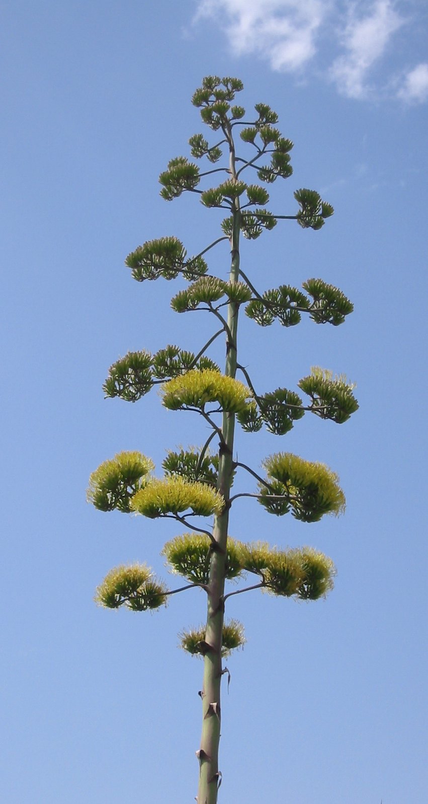 this is a tree with flowers on the top