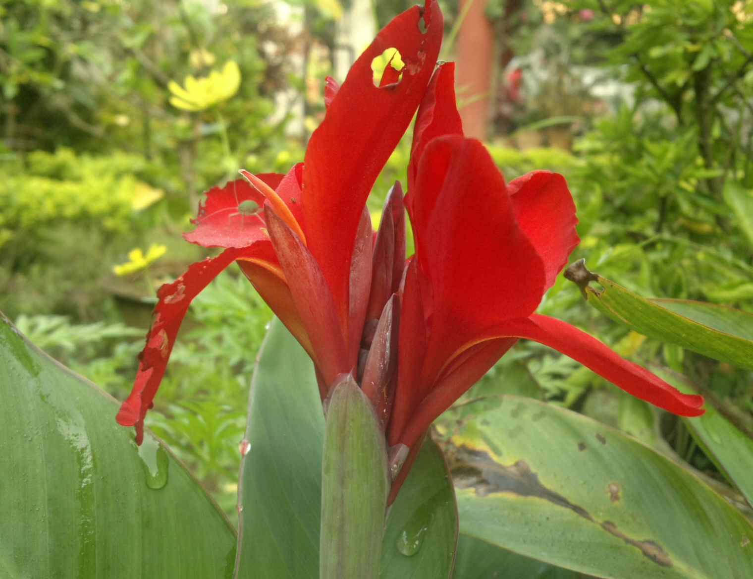 a red flower with yellow stamen petals in the wild