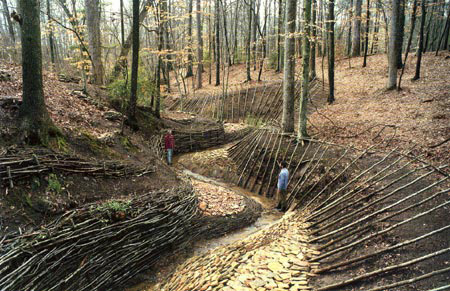 a small stream in a dense forest with trees and bamboo