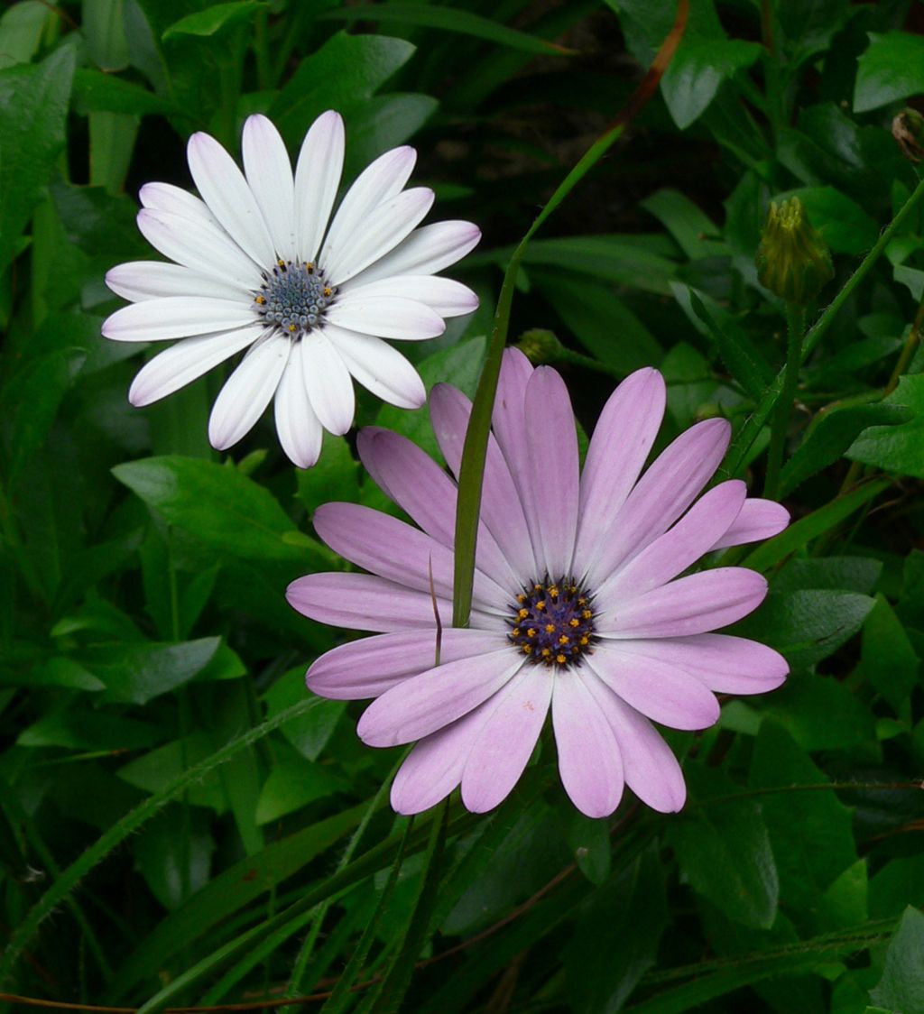 there are two pink flowers sitting side by side