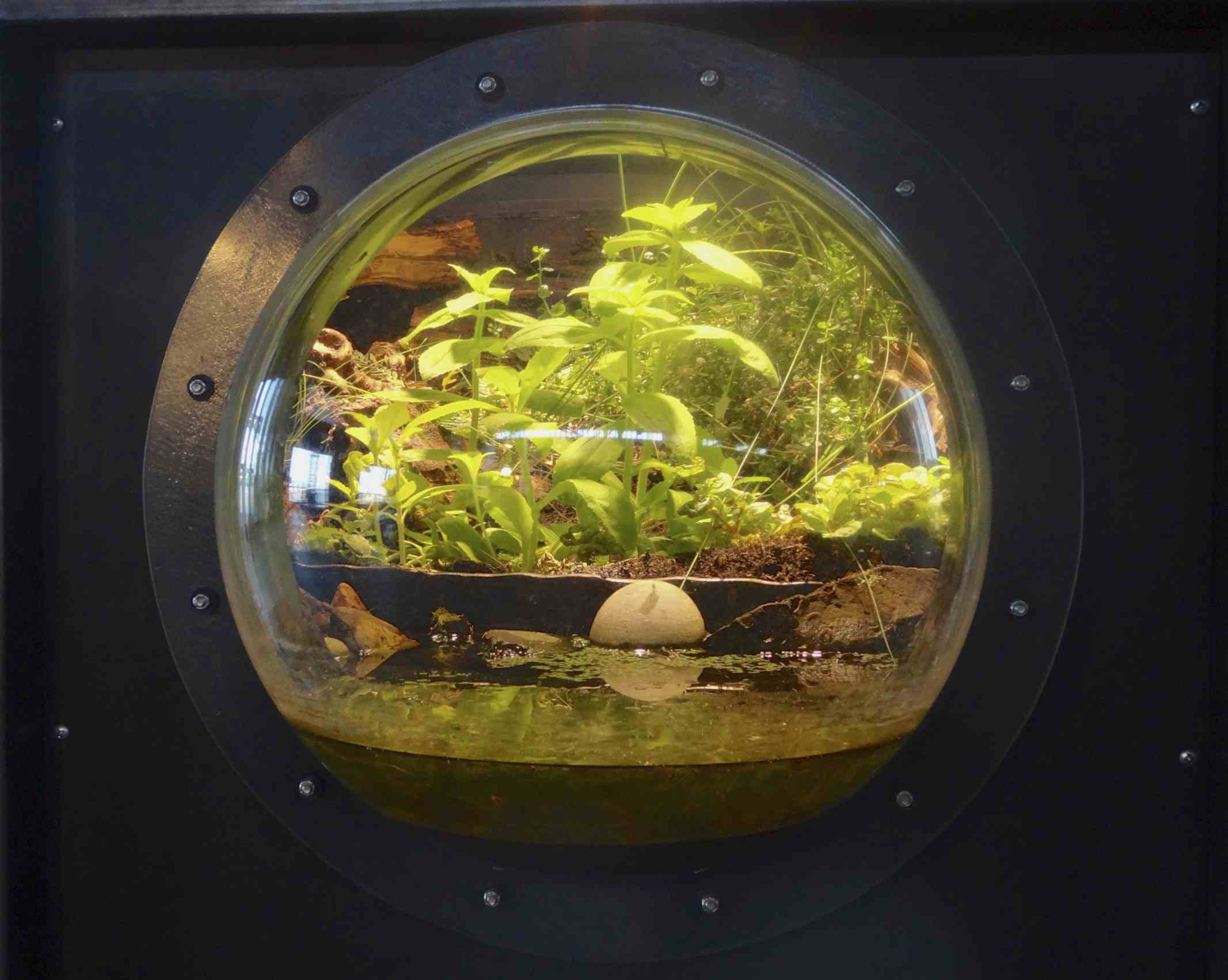 plants growing in a glass container under a light