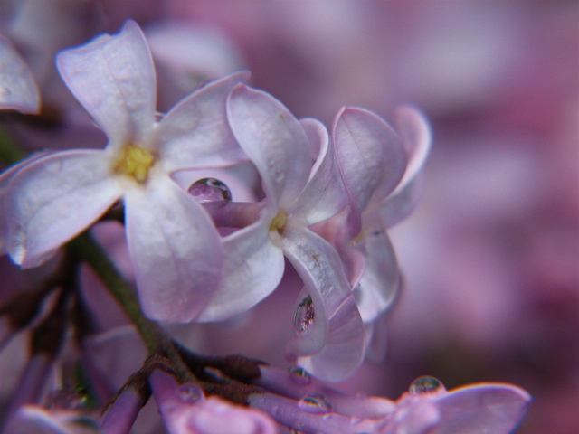 a close up image of purple and white flowers