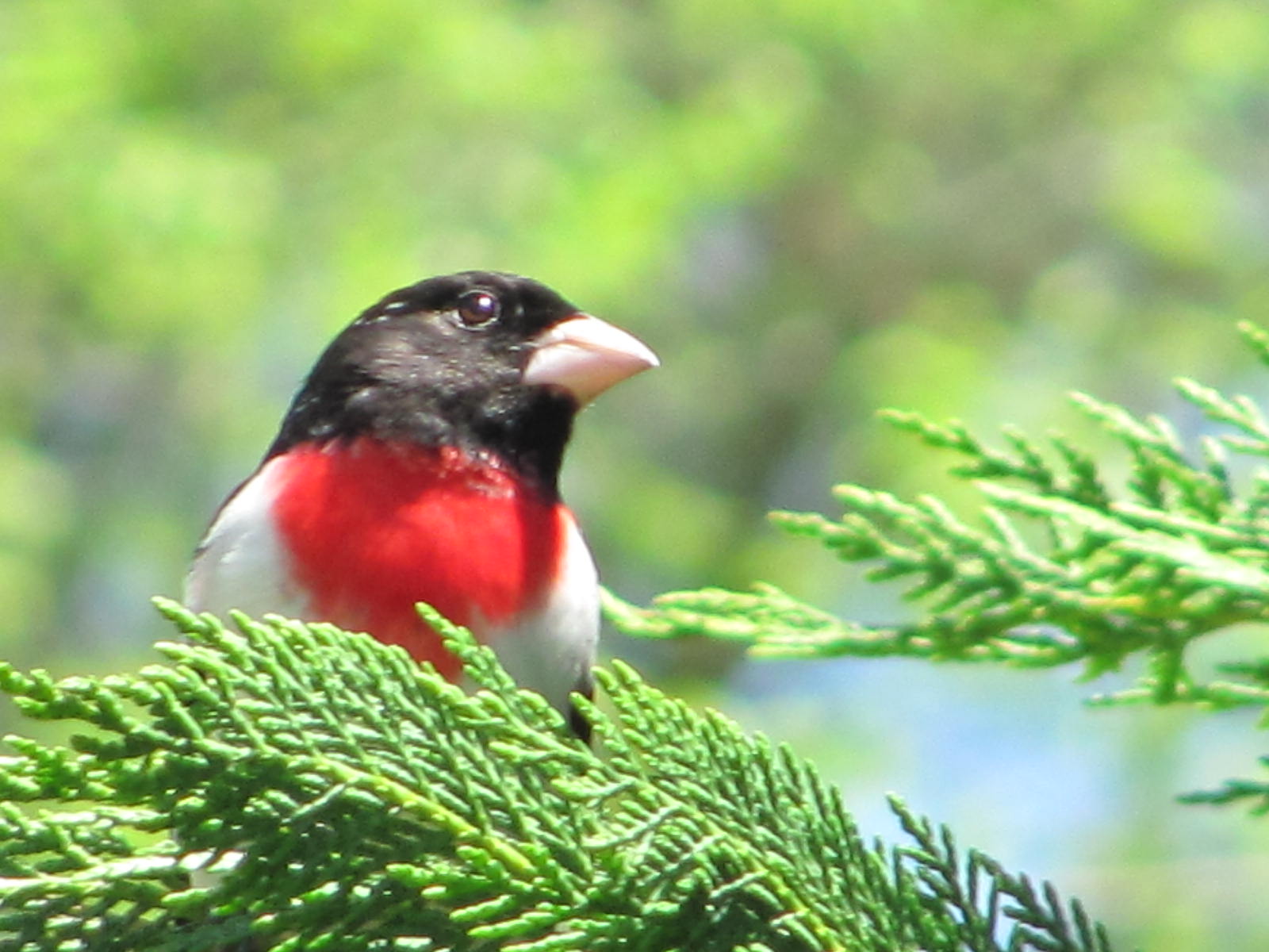 the bird is perched on top of a pine tree