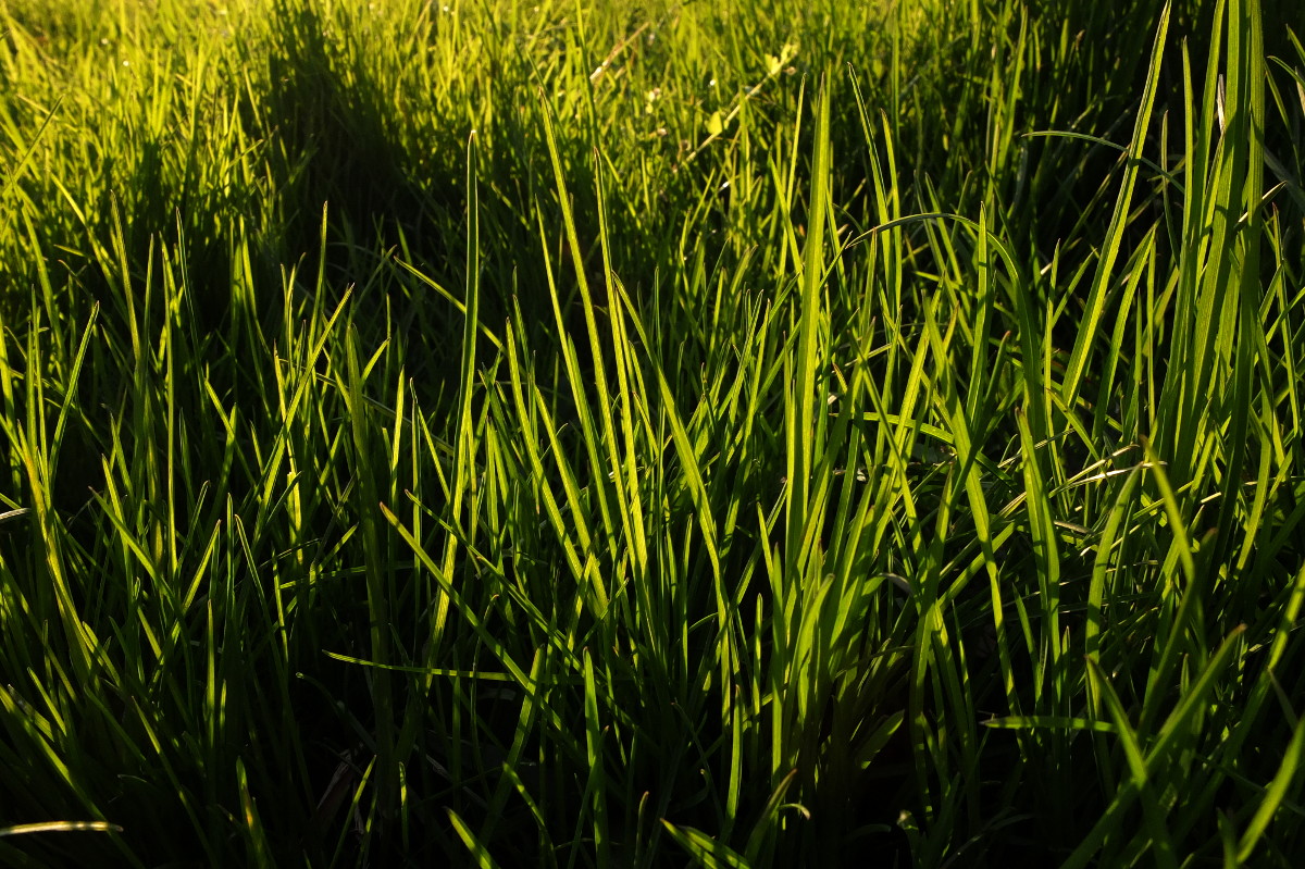 an image of some grass that is green