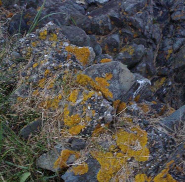 yellow and gray lichen growing on rocks
