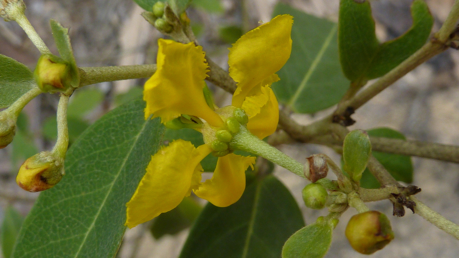 some yellow flowers are growing on a nch