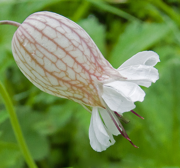 the very large flower with its white and red striped petals
