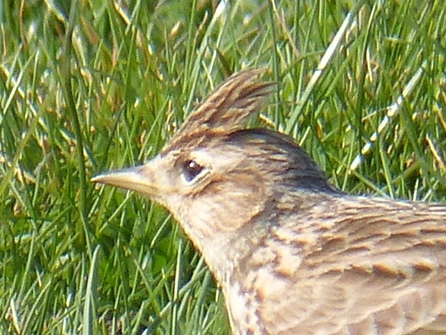 a close up image of the back end of a bird