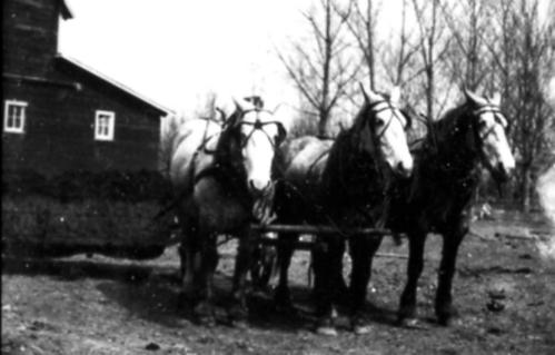 old time picture of three horses pulling a cart