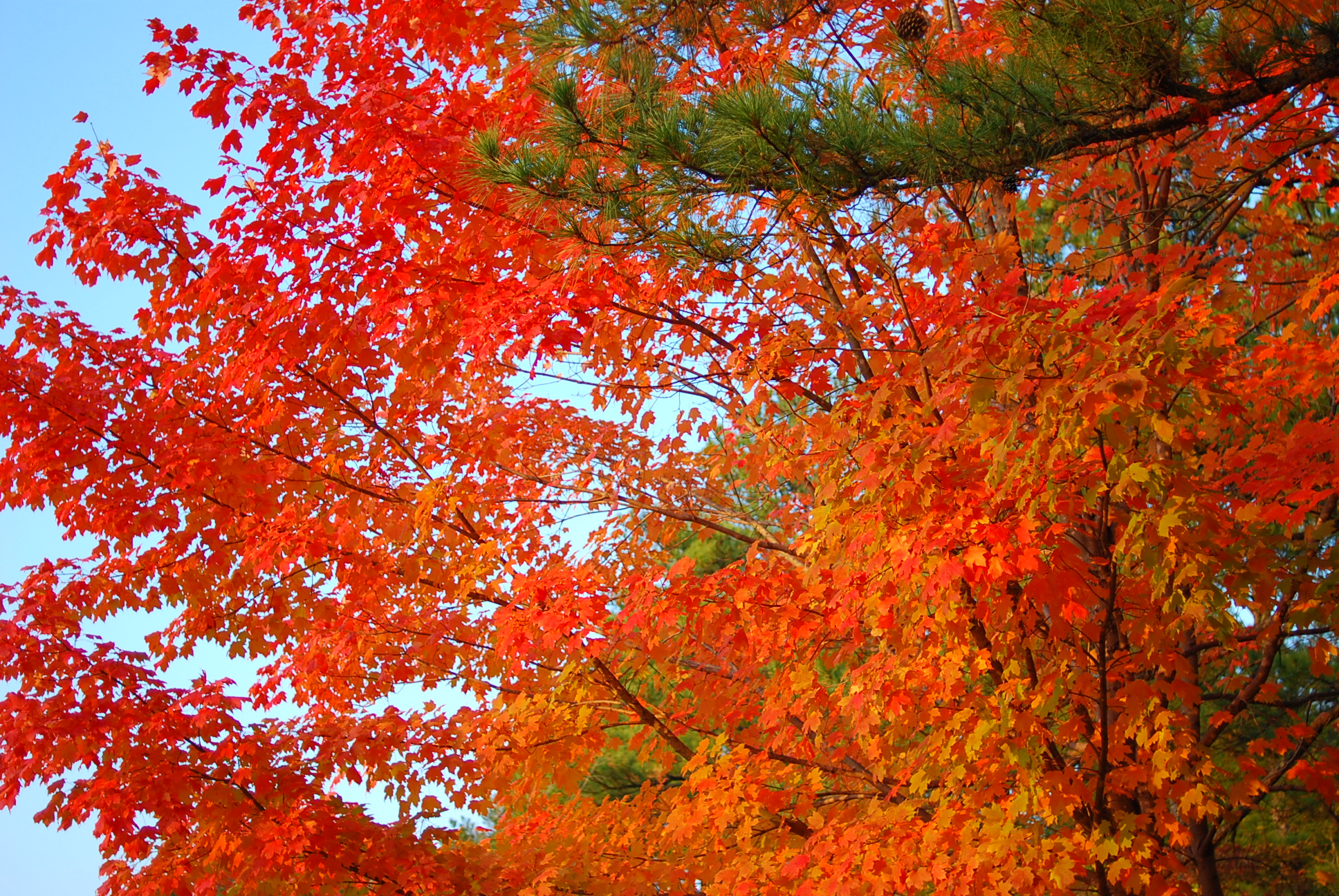 the leaves on the trees are turning orange